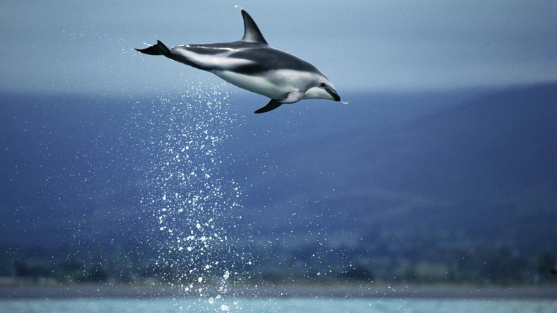 mammal, dolphin, leap, giant, beauty, animals, 1080P, photography, animal