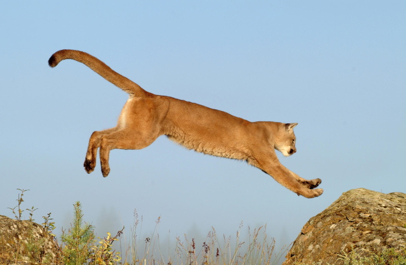 cat, animal themes, brown, sky, Montana, nature, profile view, one animal, pets, vertebrate, lioness, Leaping, Animals, lion - feline, feline, 1080P, domestic animals