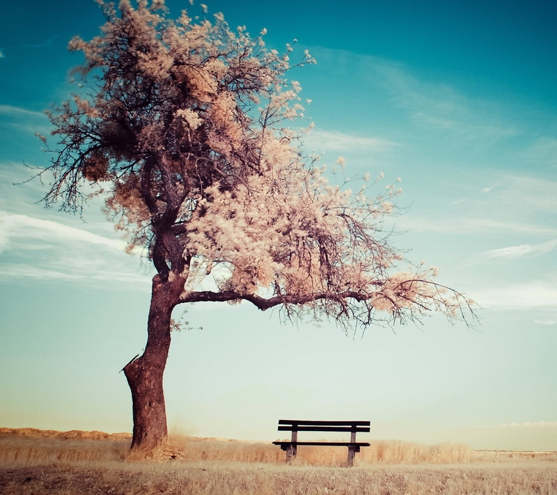 seat, outdoors, tranquil scene, trunk, 720P, tree trunk, bench, sky, land, no people, nature, scenics - nature, landscape, environment, day, plant, beauty in nature