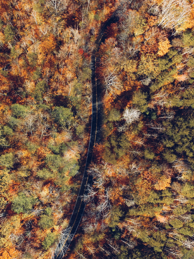 colorful, forest, dji, road, phantom, black, amazing, autumn, outdoors, land, idyllic, no people, woodland, high angle view, photography, road trip, non-urban scene