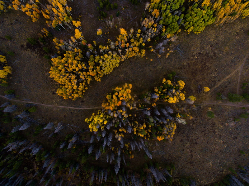 outdoors, color, 4K, from above, land, plant, view, flowering plant, day, pattern, aerial, yellow, road, vulnerability, drone, fall, no people, photo