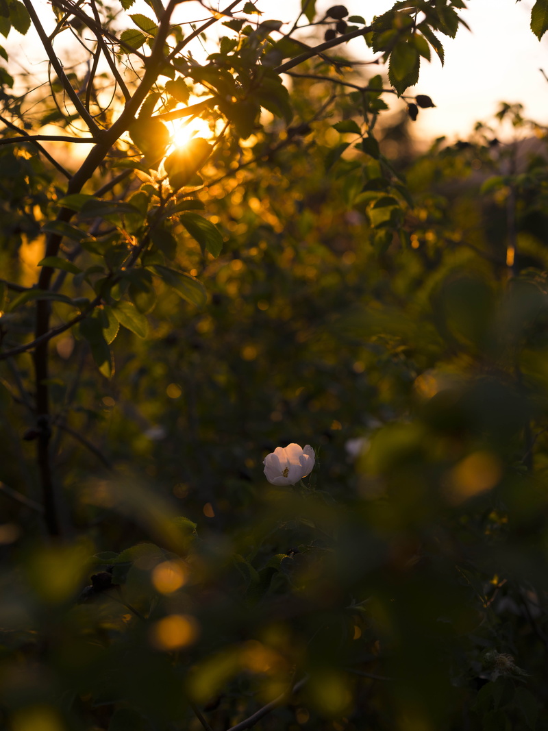 selective focus, leaf, season, flower, no People, tree, agriculture, summer, green, photography, white, surrounded, day, plant part, sunrise, twlight, selective