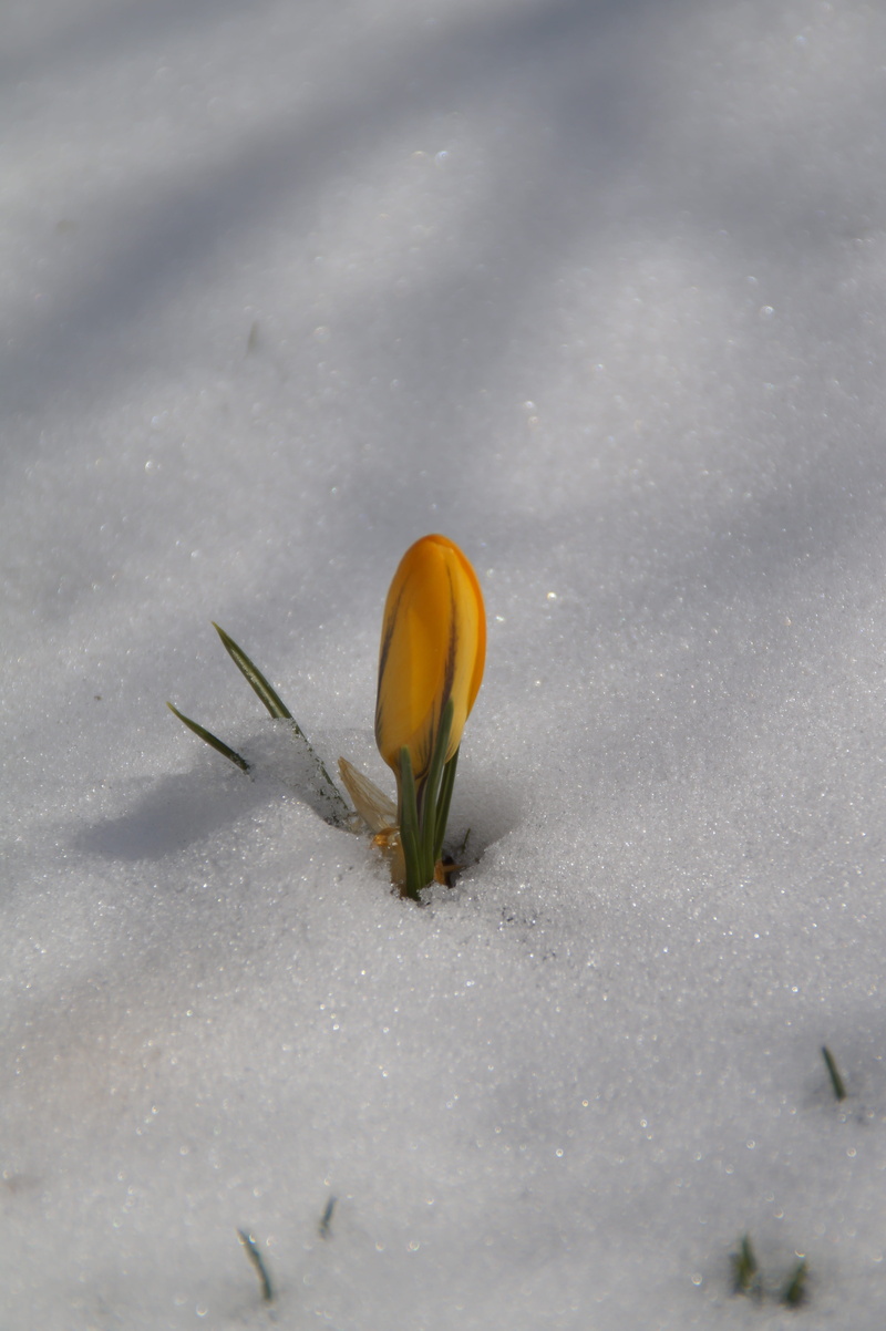 spring awakening, in the snow, coldsnap, high angle view, freshness, flowering plant, land, nature, defiant, yellow crocus, a, easter, snow, no people