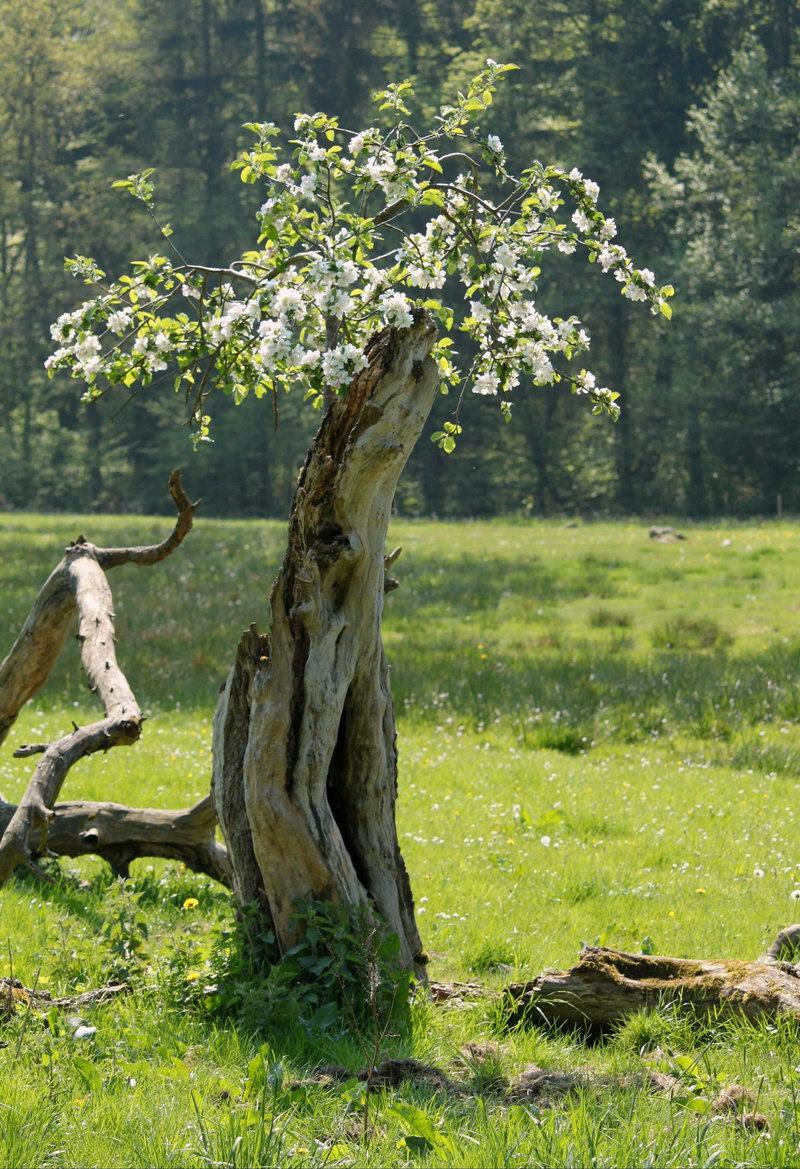 beauty in nature, vitality, resistance, focus on foreground, growth, tree, trunk, land, dead plant, dead tree, rearing, plants shoot, 4K, outdoors, nature