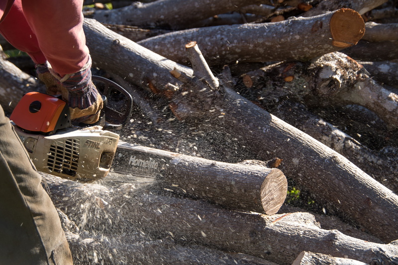 hand, one person, body part, occupation, tool, holding, work tool, tree, 2K, finger, chainsaw, human body part, branch, unrecognizable person, real people
