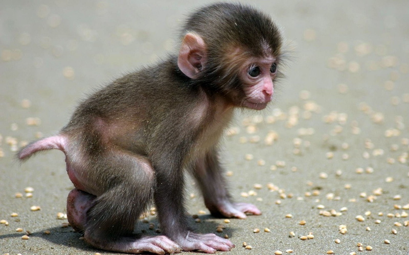 Mono, 1080P, cria, Chimpance, De
