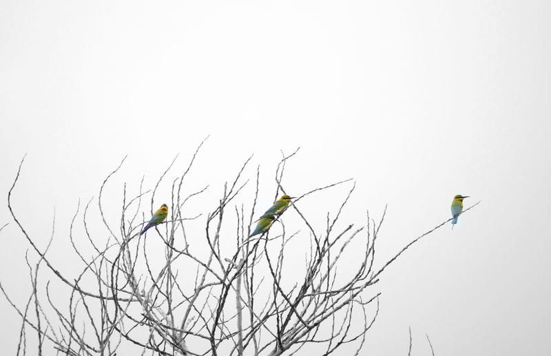 perching, green color, animal wildlife, nature, day, plant, trees, summer, wildlife, clear sky, Bird, thailand, animal themes, 2K, one person, no people