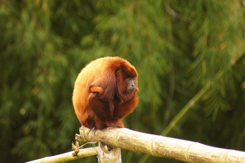 primate, plant, day, nature, branch, finlandia, animals in the wild, rainforest, animal, one animal, orangutan, quindio, colombia, focus on foreground