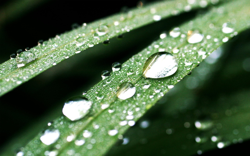 blade of grass, selective focus, water, close-up, beauty in nature, leafed, growth, outdoors, surface, day, light green, raindrop, wet, linear, drop, leaves