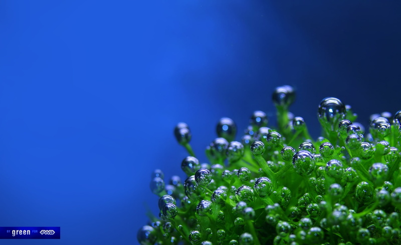 wet, flower, drop, plant, studio shot, no people, Aero, nature, growth, colored background, water, plant part, dew, freshness, Creative, leaf, blue, selective focus