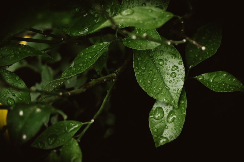 plant part, beauty In Nature, springtime, selective focus, green Color, outdoors, wet, drops, macro, growth, leaf, leaves, purity, drop, close-up, tree
