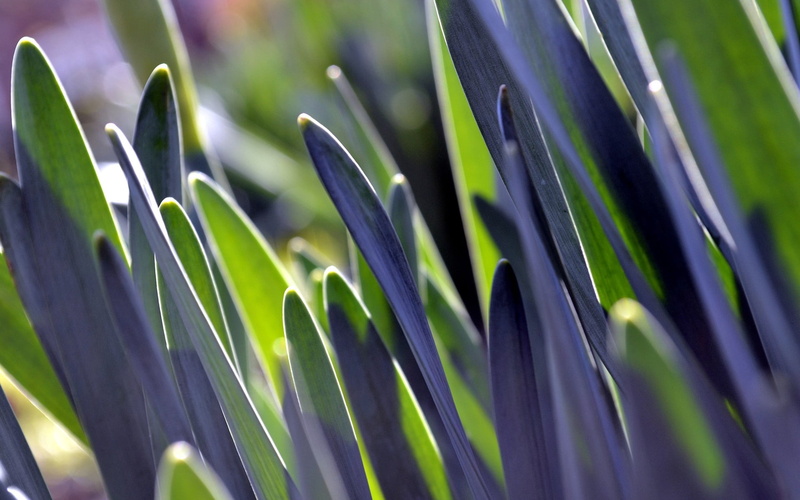 grass, outdoors, 1080P, land, purple, plant part, nature, soft focus, spring, sunlight, freshness, natural condition, blade of grass, beauty in nature