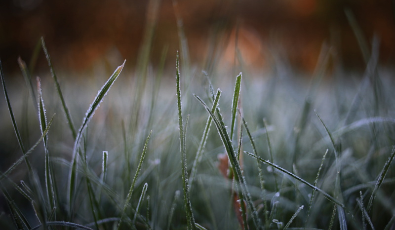 freshness, grass, dew, springtime, green Color, outdoors, 5K, nature, frozen, green, grass  green, summer, close-up, backgrounds, Morgen, natural light