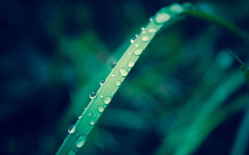 grass, growth, green color, close-up, no people, water, dew, beauty in nature, leaf, drop, leafed, green, purity, blue, drops, nature, leaves, 1080P, raindrop