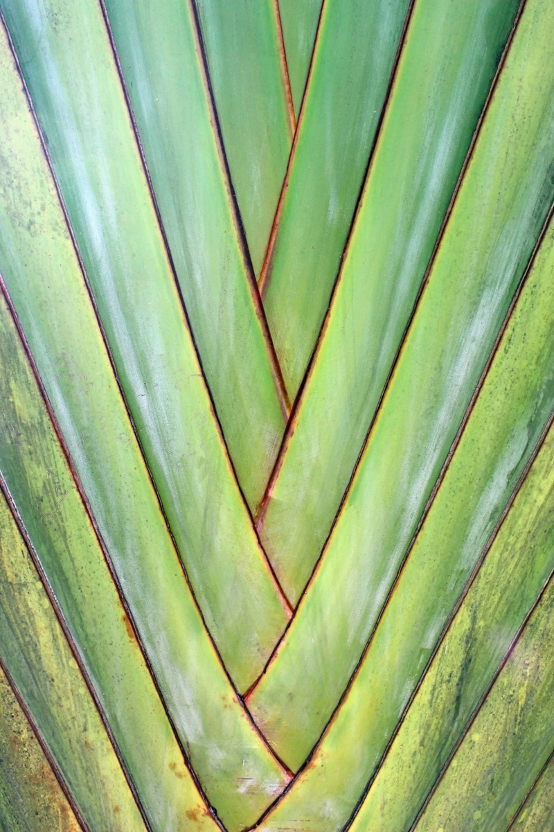 plant part, palm, textured, abstract, shapes, palm tree, organic, detail, diagonal, backdrop, leaves, beauty in nature, 2K, no people, crossing, abstract backgrounds