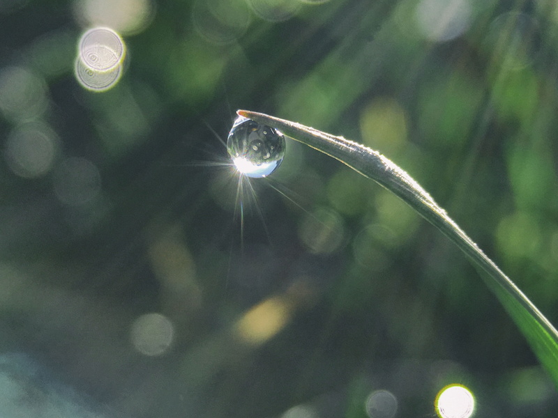 growth, dew, dandelion seed, wet, spider web, purity, water, fragility, leafed, close-up, vulnerability, softness, rain, leaves, tranquility, nature, macro