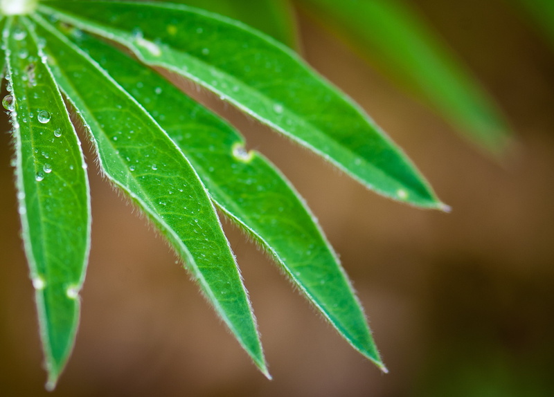 linear, märkä, hd, focus, growth, high  definition, nature, wall  paper, close-up, freshness, green Color, 1080P, selective, dew, drops, green, wet, photo