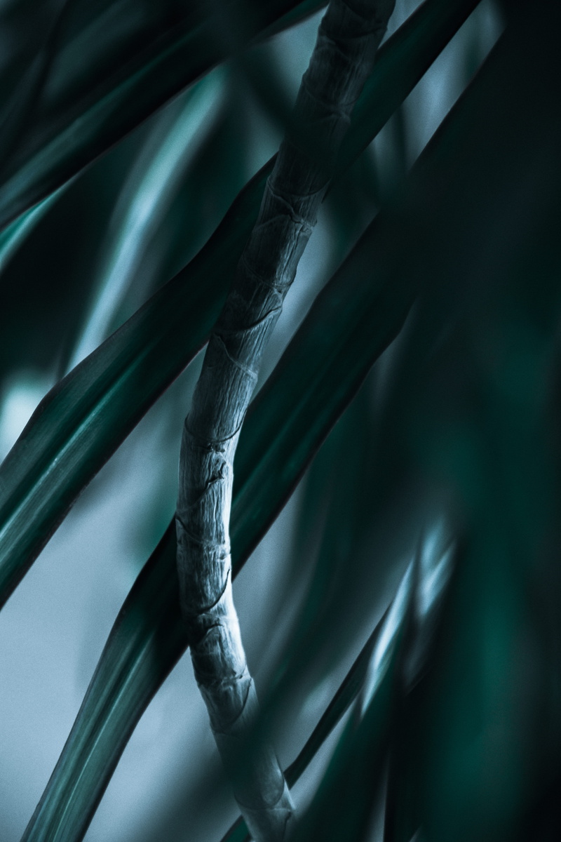 tranquility, food, green, pale, produce, linear, human, extreme close-up, root, plant part, selective focus, person, moody, leaf, leaves, palm, no people