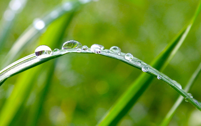 close-up, 2K, leafed, purity, water, beauty in nature, grass, nature, hd, environment, no people, green color, freshness, linear, wet, plant