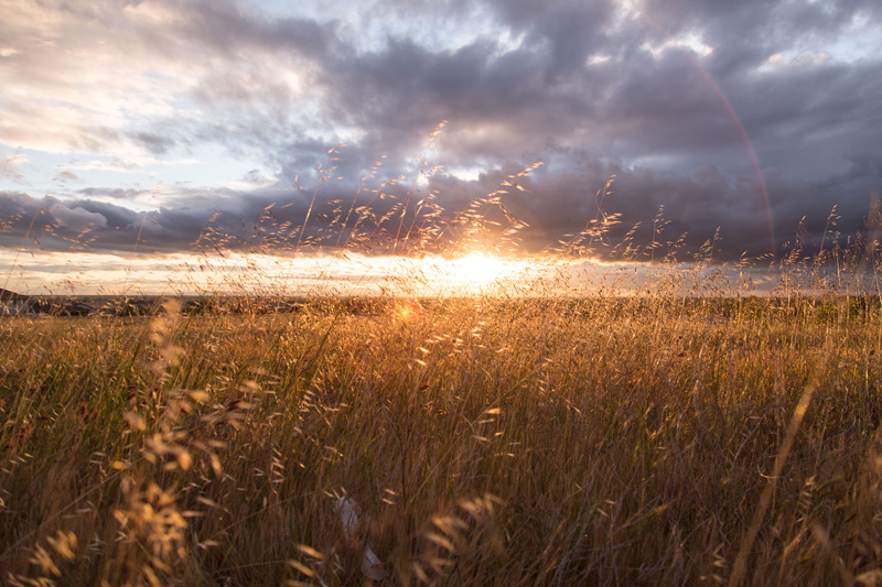grass, environment, land, growth, sky, 5K, nature, gray, plants, sunset, idyllic, landscape, scenics, sun, golden, brown, field, fields, sunrise, cloud - sky