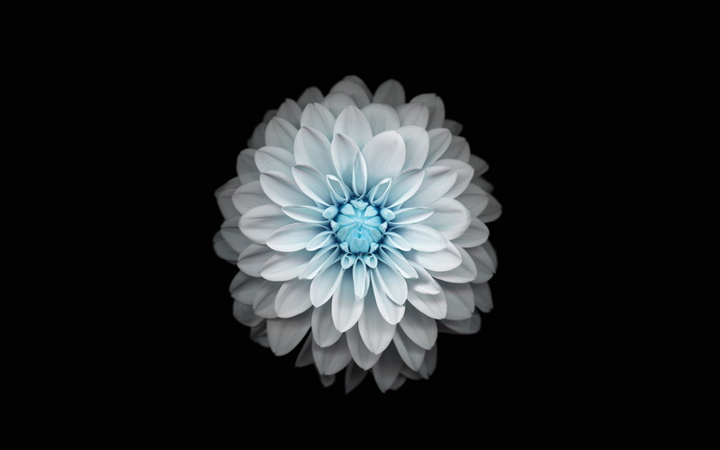 beauty in nature, 4K, nature, close-up, cut out, indoors, copy space, black background, white color, arrangement, inflorescence, apple, plus, flower head
