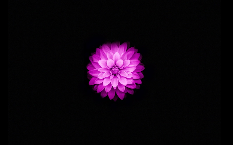 growth, black background, fragility, iphone6, lotus, no people, flowering plant, nature, beauty in nature, flower head, petal, copy space, vulnerability