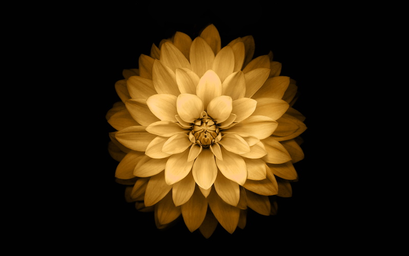 plus, ios8, iphone6, apple, 4K, lotus, yellow, flower