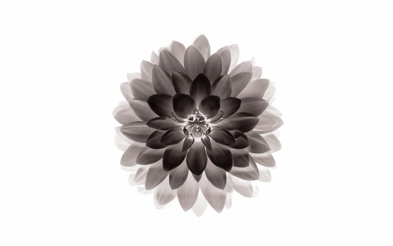 4K, black, flower, lotus, iphone6, plus, apple, ios8