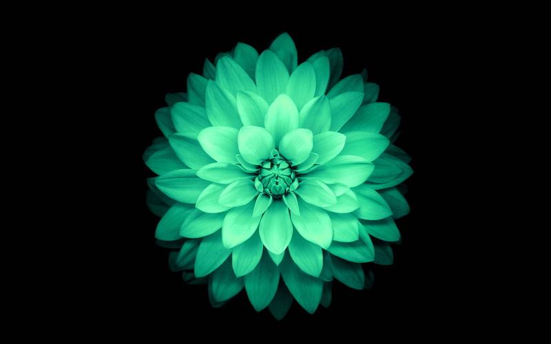 vulnerability, close-up, flower, blue, apple, plant, 4K, cut out, flowering plant, pattern, ios8, flower head, green, petal, no people, beauty in nature