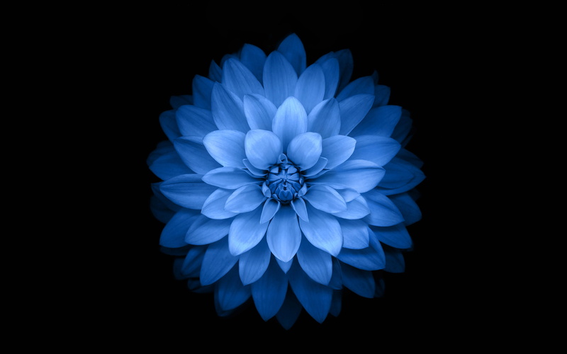 ios8, 4K, apple, blue, flower, lotus, plus, iphone6