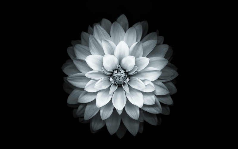 vulnerability, white, cut out, no people, close-up, black background, plant, iphone6, nature, flower head, 4K, plus, studio shot, beauty in nature, flower