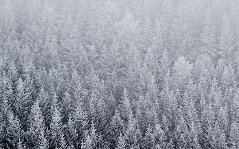 pine tree, blizzard, full frame, fir tree, evergreen tree, cold temperature, apple, tree, coniferous tree, hd, snowing, no people, extreme weather
