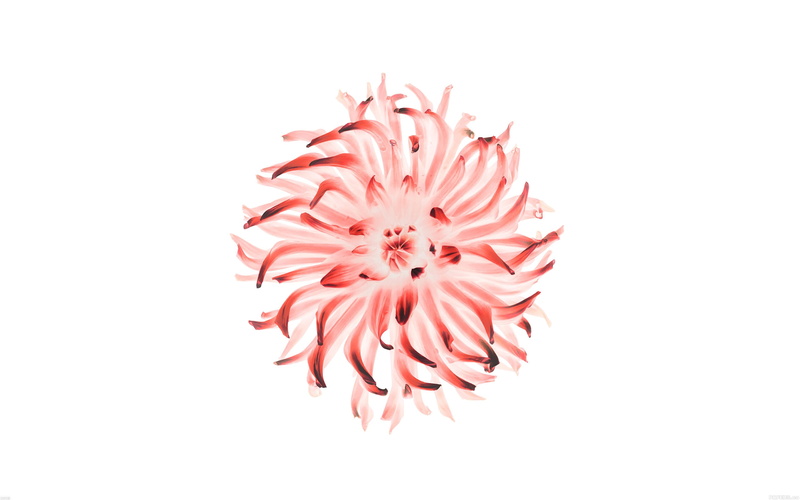 pollen, illustration, ios, no people, white background, petaled, fragility, plus, pink color, iphone, red, flower, vulnerability, apple, beauty in nature