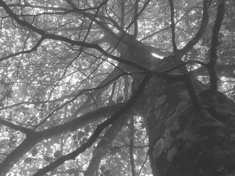 spain, growth, bare tree, sky, fog, outdoors, 2K, tree canopy, tranquility, day, land, viego, wood, backgrounds, beauty in nature, tree trunk, plant, tree