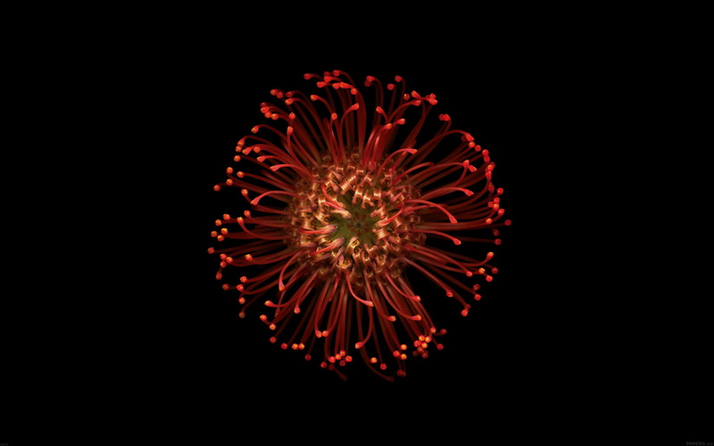 2K, flower, iphone, close-up, no people, flower head, black background, copy space, exploding, blurred motion, firework - man made object, vulnerability