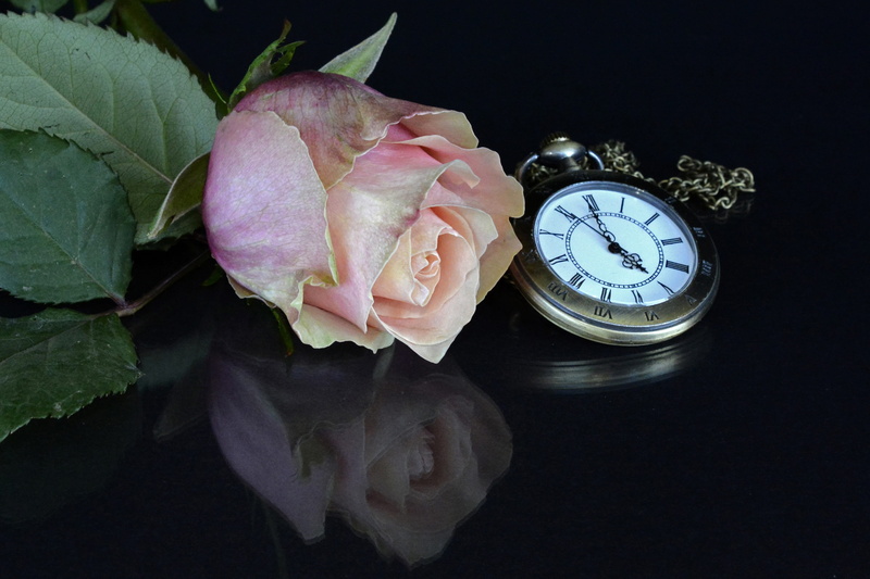 plant part, clock, nature, fragrance, pocket watch, still life, table, 4K, freshness, black background, romantic, flora, beautiful, reflection, pink color