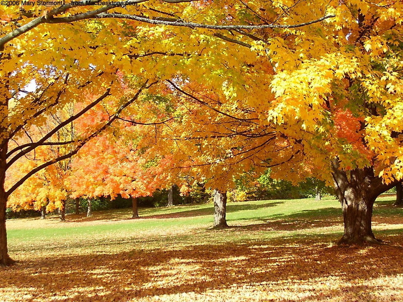 fallen, nature, autumn, park, 480P, leaves, autumn colours, Trees, fallen leaves, art, hd, colours
