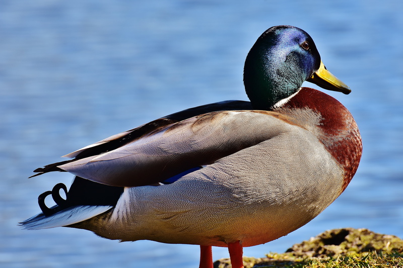 lake, animal, glazed includes, male animal, animal themes, beach, close-up, freshwater bird, water bird, animals in the wild, no people, vertebrate, swimming schedule
