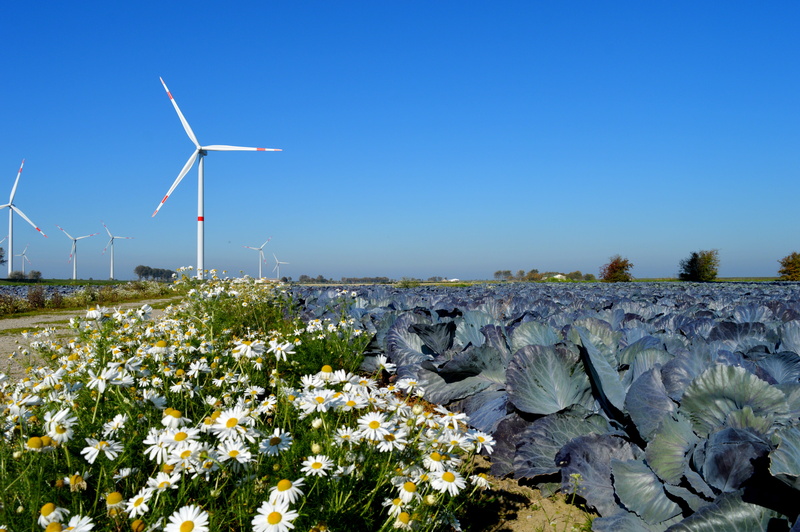 flower head, day, turbine, plant, 5K, blue, outdoors, field, alternative energy, renewable energy, wind energy, clear sky, red cabbage field, land, wind power