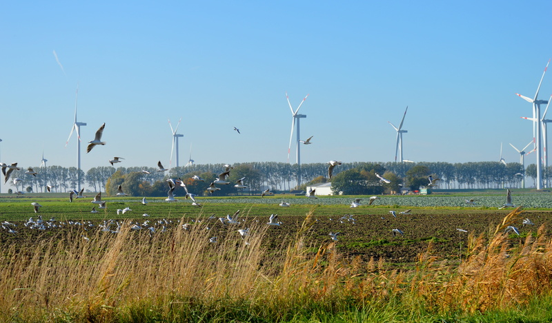day, wind turbine, 5K, wind energy, environmental conservation, environment, sky, wind power, sustainable resources, alternative energy, turbine, clear sky