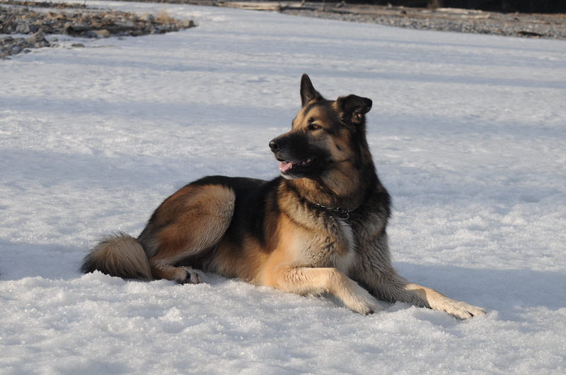 frozen, one animal, domestic, 2K, pup, lying down, mammal, no people, looking, powder snow, german shepherd, pets, relaxation, season, listening, animal themes