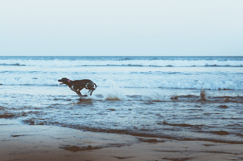 beauty in nature, motion, water, running, sea, no people, animal, mammal, 1080P, pets, sunrise, waves, pointer dog, beach, north sea, land, saltburn, domestic animals