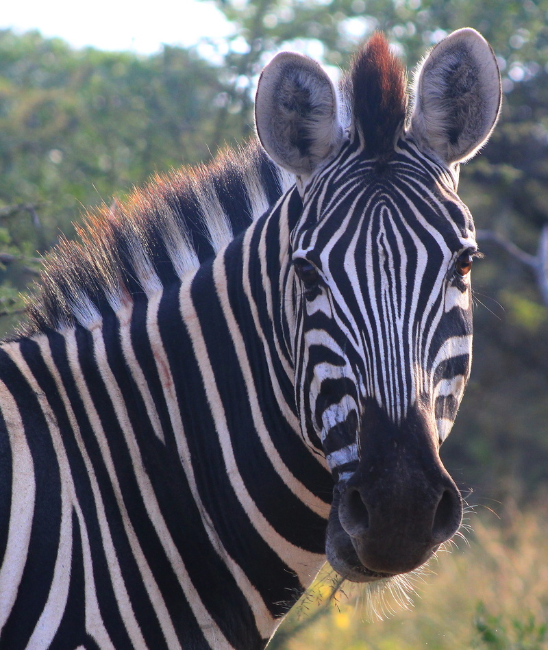 zebra, herd, striped, safari, animal themes, outdoors, standing, wildlife, group of animals, no people, nature, 2K, animal, mammal, eyes, game, day, animals in the wild