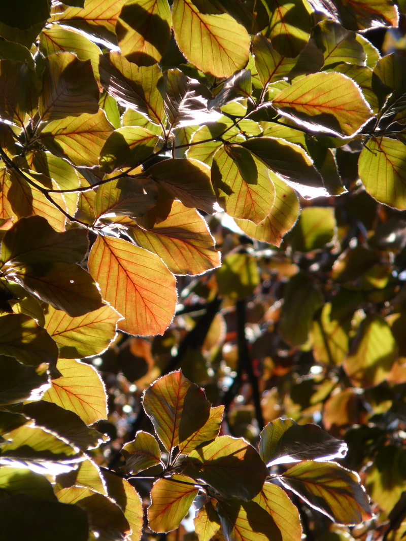 leaves, copper beech, deciduous tree, forest, back light, fragility, golden october, plant, flowering plant, purple beech, close-up, freshness, sunlight