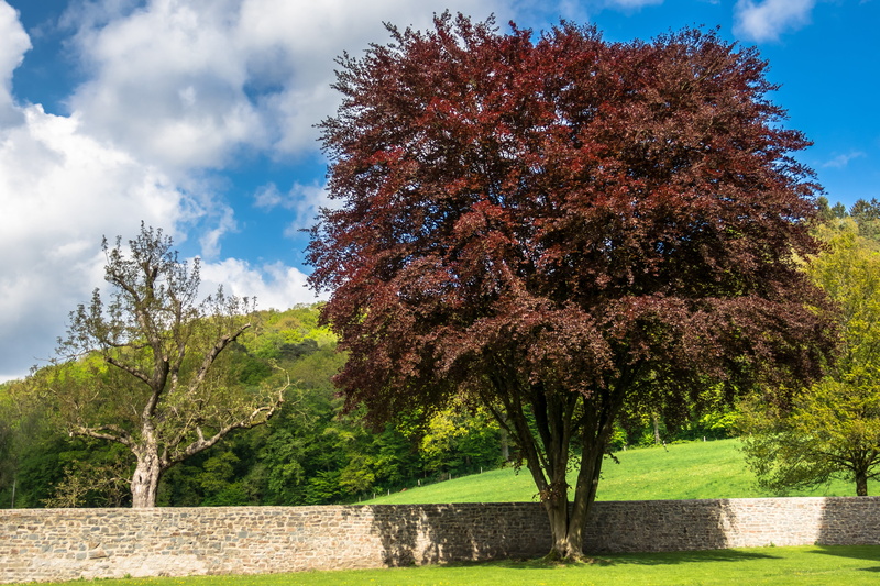 green color, handsome, sunlight, trunk, copper beech, purple beech, beech, sky, deciduous tree, leaves, plant, cloud - sky, aesthetic, scenics - nature