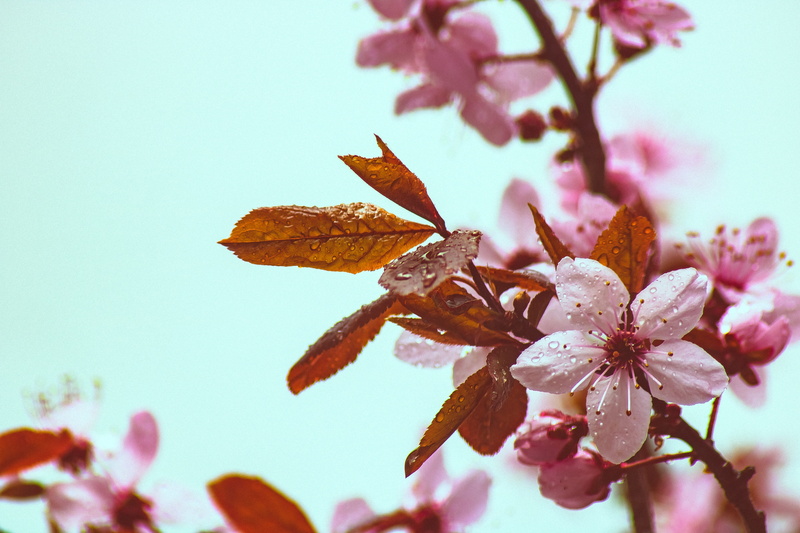 flower, pink color, plant, day, color, vulnerability, nature, cherry tree, tree, growth, outdoors, petal, beech, purple, copper beech, no people, spring