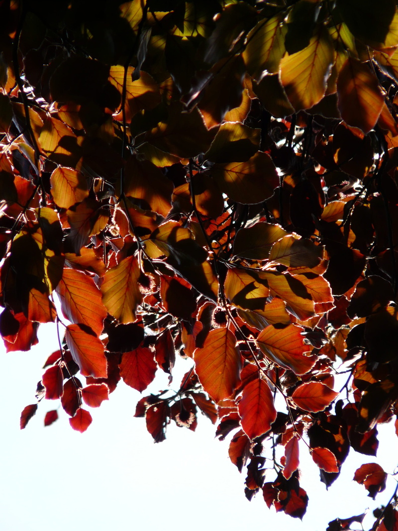 golden autumn, food, healthy eating, day, fagus sylvatica purpurea f, natural condition, leaf, golden october, autumn, deciduous tree, plant part, Copper Beech
