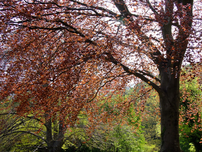 fagus sylvatica l atropunicea, spring, leaves, beech, color, flower, tranquility, plant, colorful, cherry tree, day, trunk, fagus, scenics - nature, tree