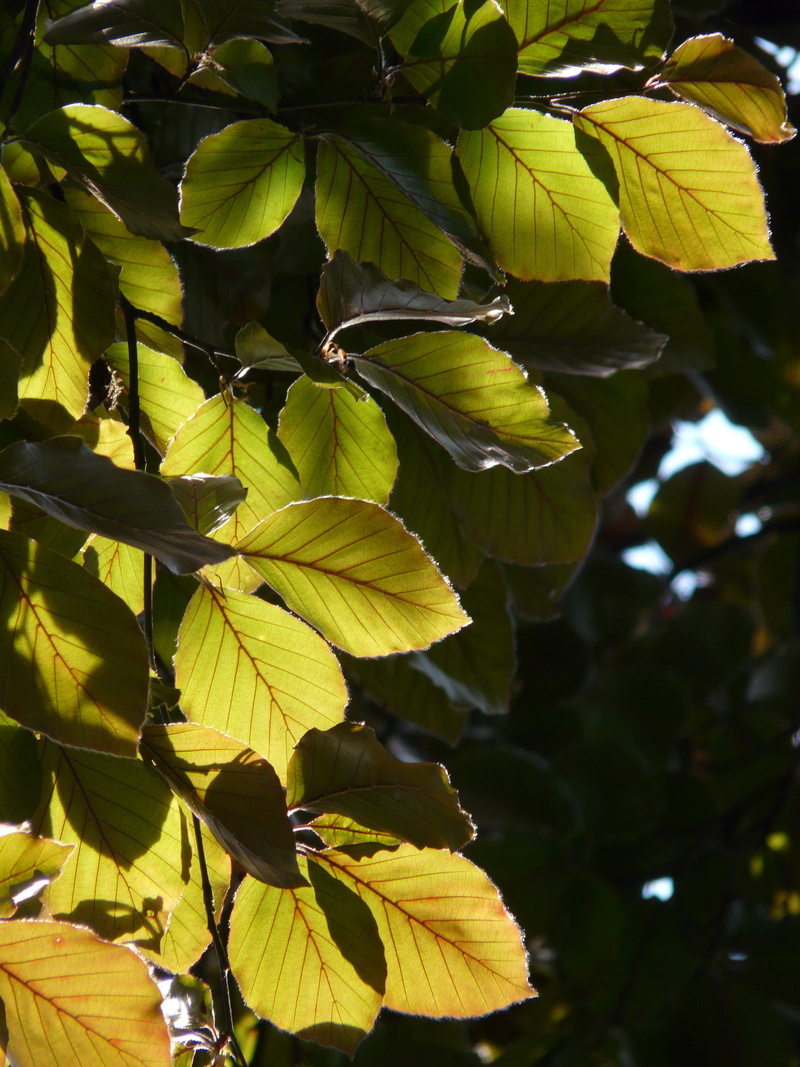plant part, beech, healthy eating, forest, branch, fruit, october, fagus sylvatica l atropunicea, deciduous tree, autumn forest, leaves, leaf, close-up