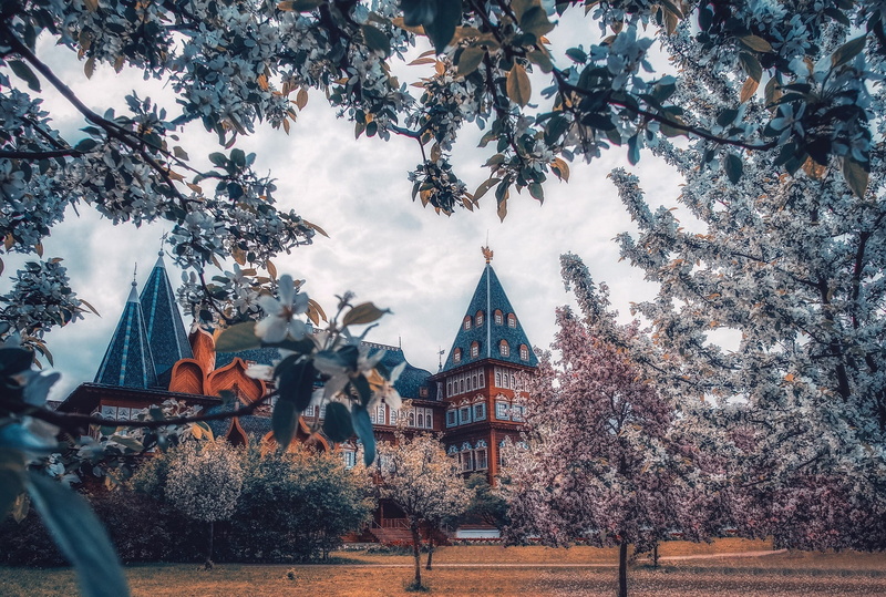 1080P, Palace, Kolomenskoye, flowering, flowers, branches, trees, Moscow, Kolomna Palace, Russia, spring, Park-HOMESTEAD Kolomenskoe, The Palace of Tsar Alexei Mikhailovich